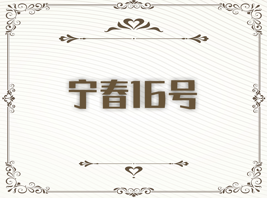 宁春4号
